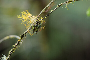 Macro shot of yellow moss growing on a twig, with intricate details of the lichen visible. The blurred background emphasizes the texture and structure of the moss.