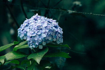 Close-up of a blue hydrangea (Hydrangea macrophylla) flower, showcasing its intricate petals and vibrant color. The green leaves and blurred background emphasize the beauty of this garden flower.