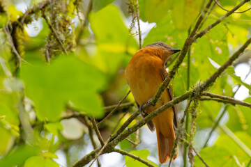 An orange-breasted bird perched on a mossy branch, surrounded by green leaves. The bird's vibrant colors and natural habitat create a picturesque wildlife scene.