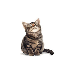 Fototapeta premium watercolor cute cat drawing