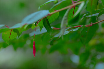 A single red flower bud hanging from a green branch, with lush foliage in the background. The delicate bud contrasts with the vibrant green leaves, highlighting nature's simplicity and beauty.