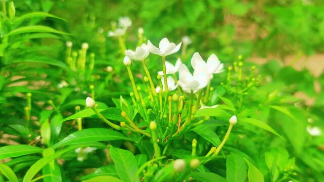 Wrightia Antidysenterica, White Angel Flower
