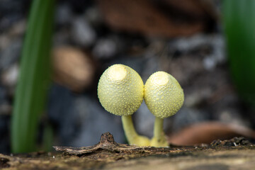 Close-up of two yellow mushrooms with textured caps growing on a log, with a blurred background of greenery.