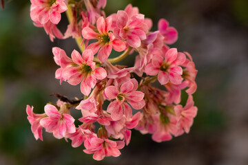 A cluster of small, pink flowers in full bloom, captured in close-up with a shallow depth of field, creating a softly blurred background.