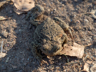 toad on the ground with autumn leaves