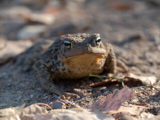 toad on the ground close up