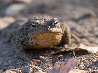 toad on the ground