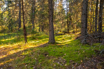 Autumn in the Saskatchewan forest