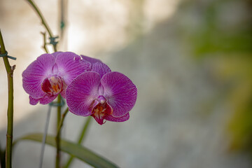 Close-up of vibrant pink orchids with intricate patterns, in sharp focus against a softly blurred background.