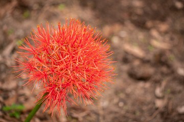 Bright red spherical flower (Scadoxus multiflorus) in sharp focus against a blurred natural...