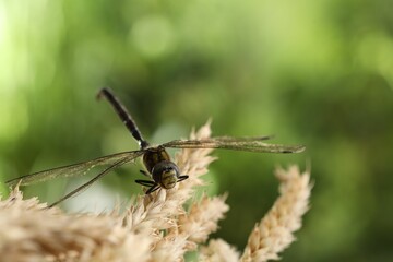 Beautiful dragonfly and spikes against blurred green background, macro view