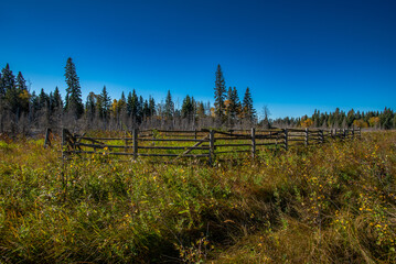 Autumn in the Saskatchewan forest