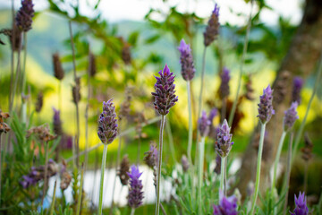 Close-up of lavender flowers in a natural setting, with a blurred background. The purple hues and detailed petals of the flowers are in focus, showcasing their beauty.