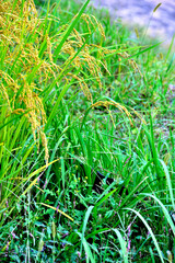 Obraz premium 稲作