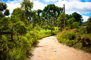 Picturesque dirt road bordered by lush greenery and tall trees in Serra da Bocaina. The vibrant colors and sunny day create an inviting scene of rural beauty and tranquility.