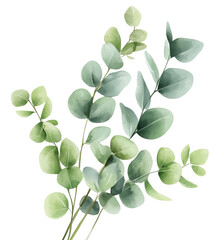 Fototapeta premium Elegant Green Eucalyptus Leaves, isolated on transparent background.