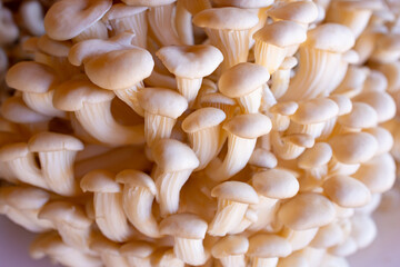 Close-up of a cluster of white shimeji mushrooms, showcasing their intricate texture and natural beauty.