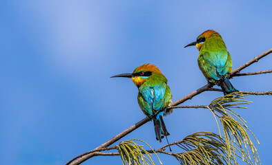 Rainbow bee eaters perched on a branch