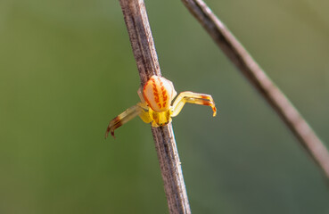Closeup of northern crab spider