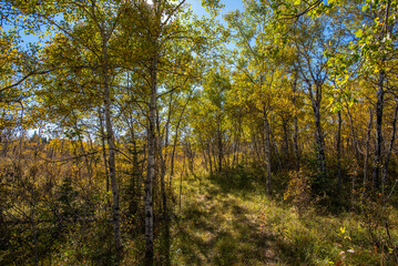 Obraz premium Autumn in the Saskatchewan forest