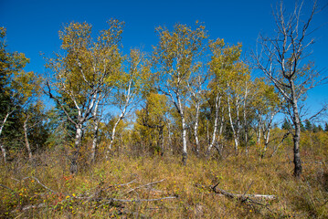 Autumn in the Saskatchewan forest