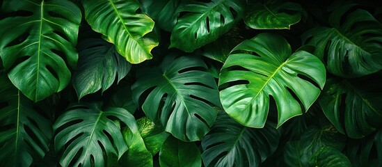 Fototapeta premium Lush Green Monstera Leaf Background