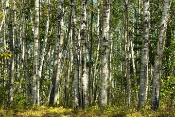 Obraz premium Closeup of a dense forest of Birch trees in Northern Minnesota as viewed on an early Autumn day.
