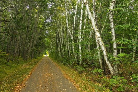 Early Autumn landscape of the Paul Bunyan Trail alongside Birch trees in a forest near Brainerd, Minnesota, USA.