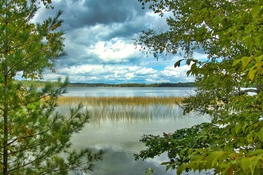 Cloudy Early Autumn landscape view of a peaceful lake beyond trees and reeds along the shore near Bemidji, Minnesota, USA.