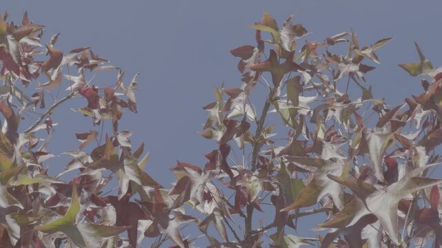 folhas outono arvore e c&eacute;u