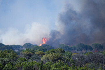 Wildfire in the Massifs des Maures, South of France