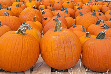 Pumpkin Patch, rows of carving and heirloom pumpkins at a fall festival market.