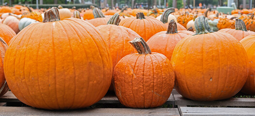 Pumpkin Patch, rows of carving and heirloom pumpkins at a fall festival market.