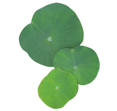 Close up green leaf of lotus or water lily tree isolated on transparent background. Top view of green leaves bush.