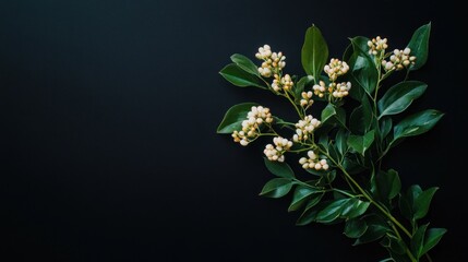 A delicate branch with white flowers and green leaves against a dark background.