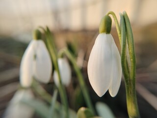 Obraz premium snowdrop