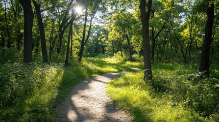 Fototapeta premium A serene forest pathway illuminated by sunlight, inviting exploration and tranquility.