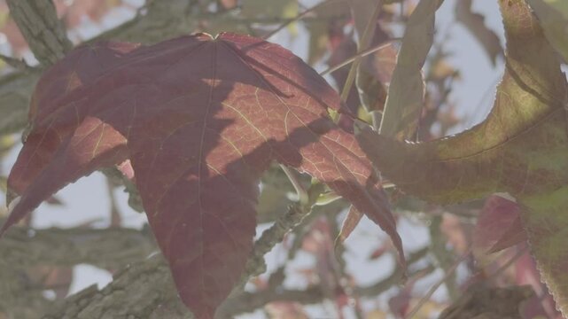 folhas outono arvore e c&eacute;u