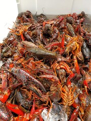 Crawfish Bath