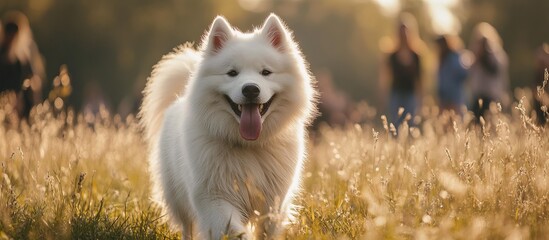 White Dog Running Through a Field