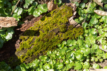 Top down view at the forest floor with green moss growing on bark shed from an oak tree trunk in bright sunlight for part of the day time