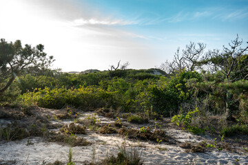 sunny afternoon on beach dunes of sand topped with green grass plants, reeds, shrubs and bushes to sustain a fragile wildlife ecosystem 