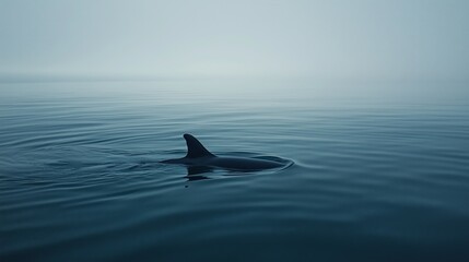 Naklejka premium Fin of a Whale Emerging from Calm Sea