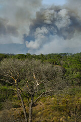 Old burnt pine tree in front of a wild bushfire in the Plaine des Maures, France