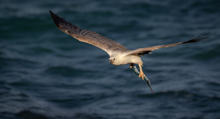white bellied sea-eagle with barred long tom fish
