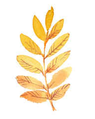 Hand-drawn leaves, autumn leaves. Autumn rowan leaf, painted in watercolor. A bright rowan leaf in autumn, isolated illustration.