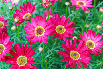 Flowers at the Flower Market