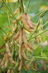 Ripe  soybeans on a soybean plantation,  Soy pods. Soybean field.