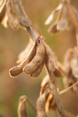 Ripe soybeans on a soybean plantation,  Soy pods. Soybean field on a sunny day. 