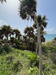 Fototapeta premium palm trees on the beach